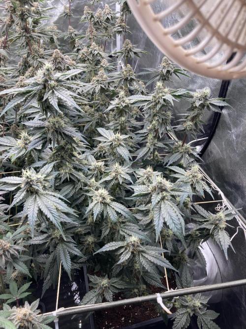 Gastini (LIT Farms). Week 15