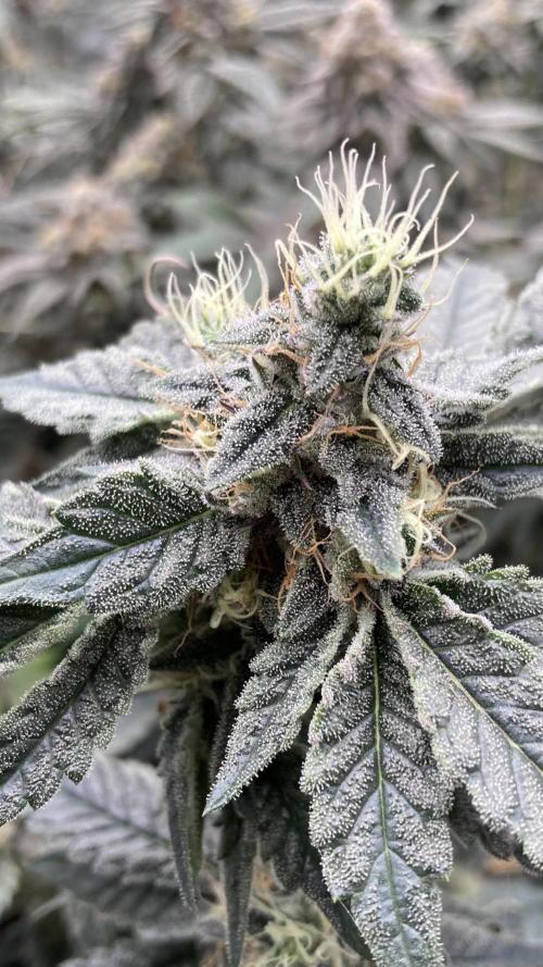 Gastini (LIT Farms). Week 15