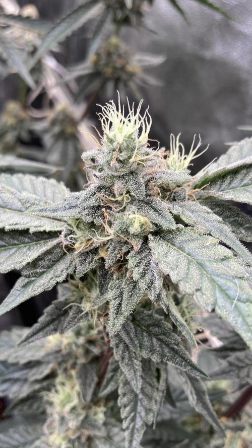 Gastini (LIT Farms). Week 15