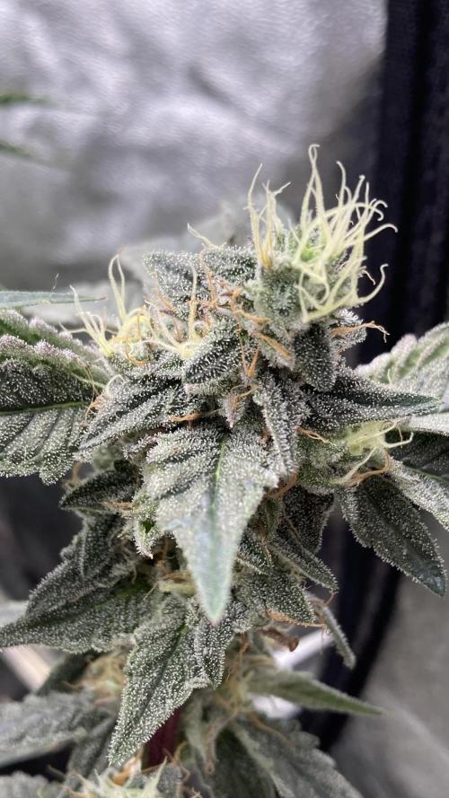 Gastini (LIT Farms). Week 15