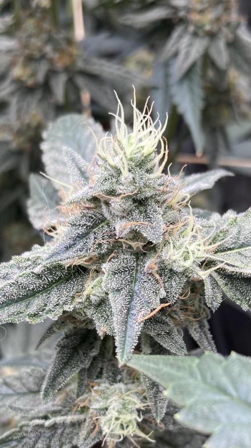 Gastini (LIT Farms). Week 15