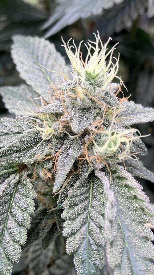 Gastini (LIT Farms). Week 15