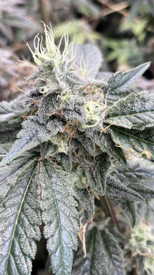 Gastini (LIT Farms). Week 15