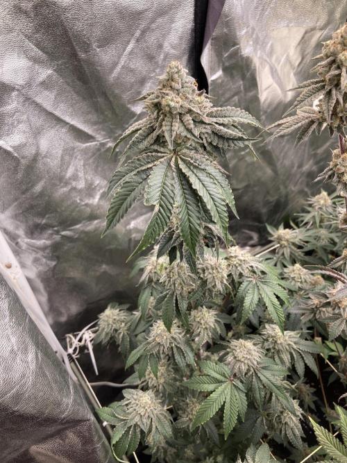 Gastini (LIT Farms). Week 15