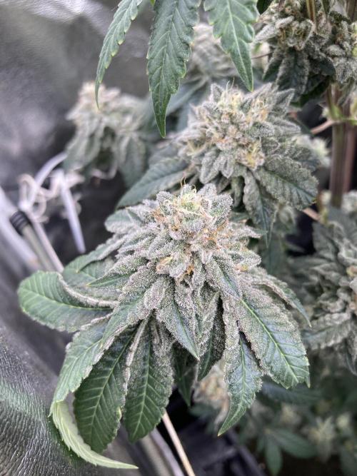 Gastini (LIT Farms). Week 15