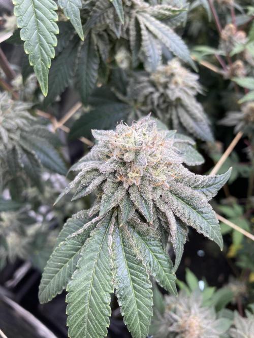 Gastini (LIT Farms). Week 15