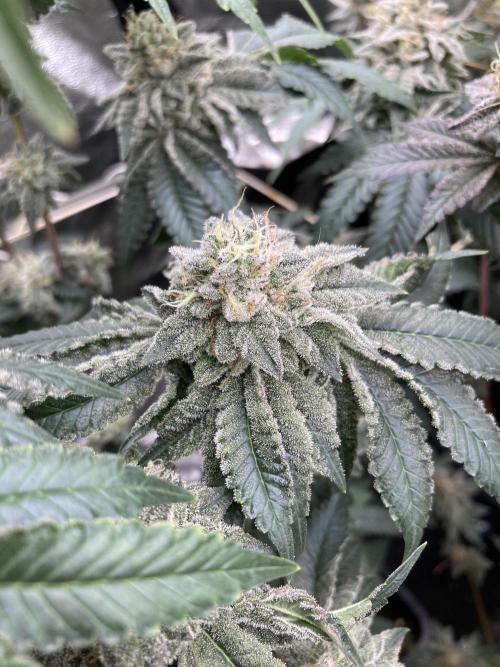 Gastini (LIT Farms). Week 15