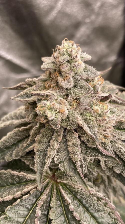 Gastini (LIT Farms). Week 15