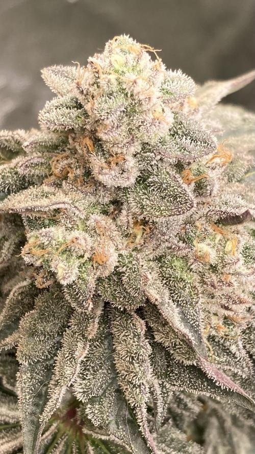 Gastini (LIT Farms). Week 15