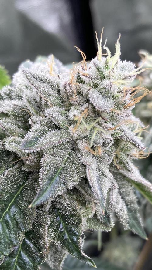 Gastini (LIT Farms). Week 15