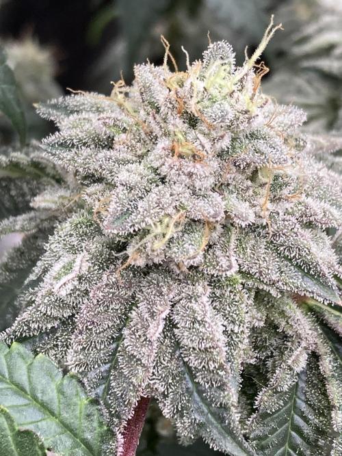 Gastini (LIT Farms). Week 15