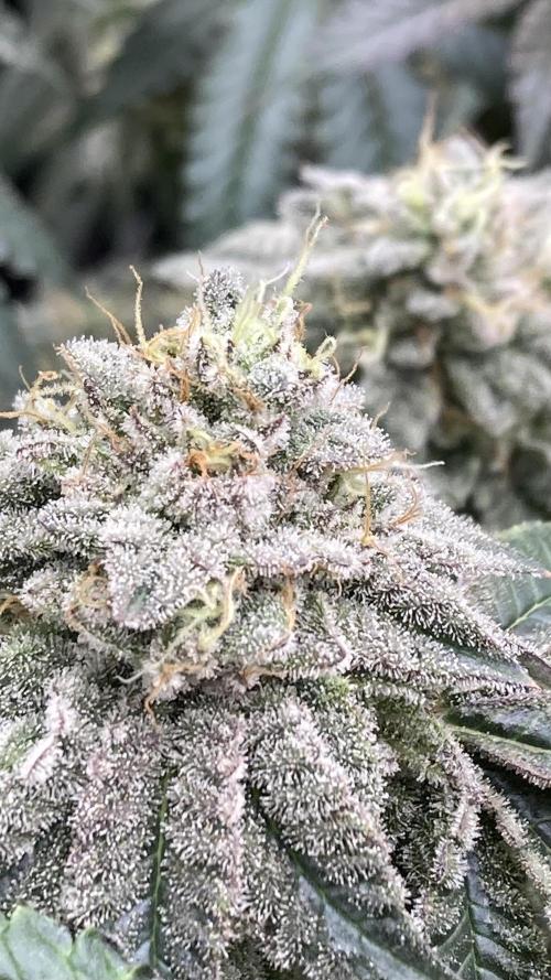 Gastini (LIT Farms). Week 15