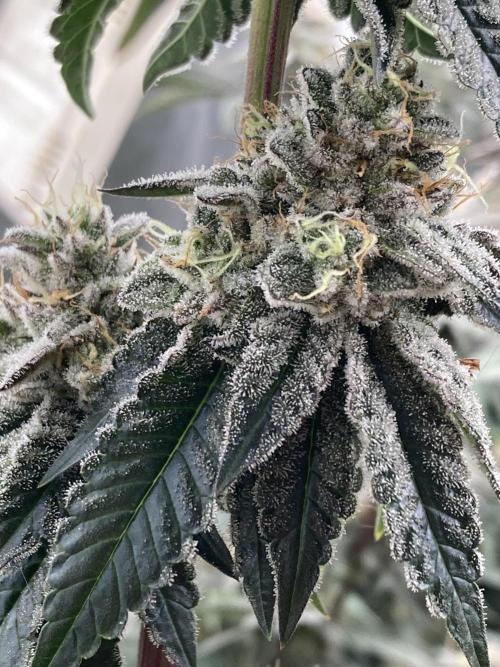 Gastini (LIT Farms). Week 15