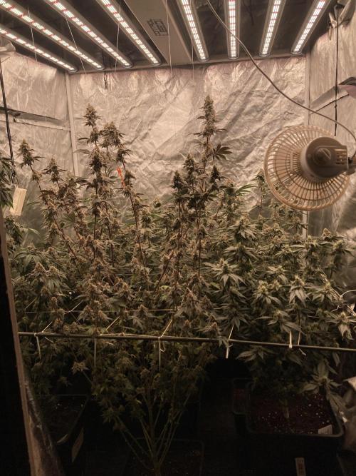 Gastini (LIT Farms). Week 15