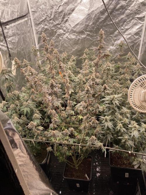 Trich Beast (Solfire Gardens). Week 15