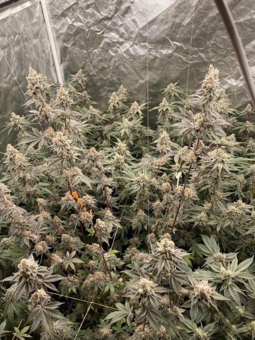 Trich Beast (Solfire Gardens). Week 15