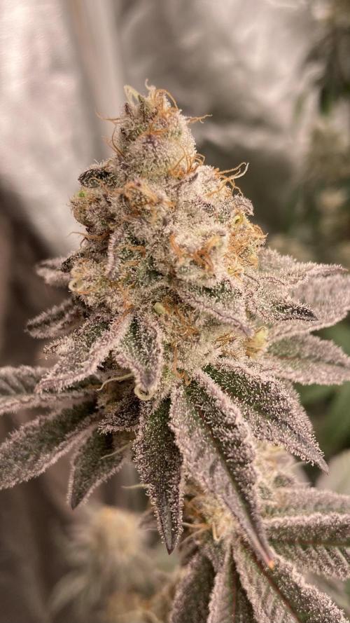 Trich Beast (Solfire Gardens). Week 15