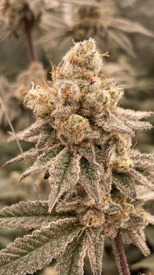 Trich Beast (Solfire Gardens). Week 15