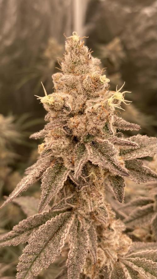 Trich Beast (Solfire Gardens). Week 15