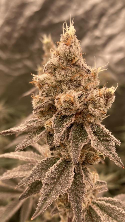 Trich Beast (Solfire Gardens). Week 15