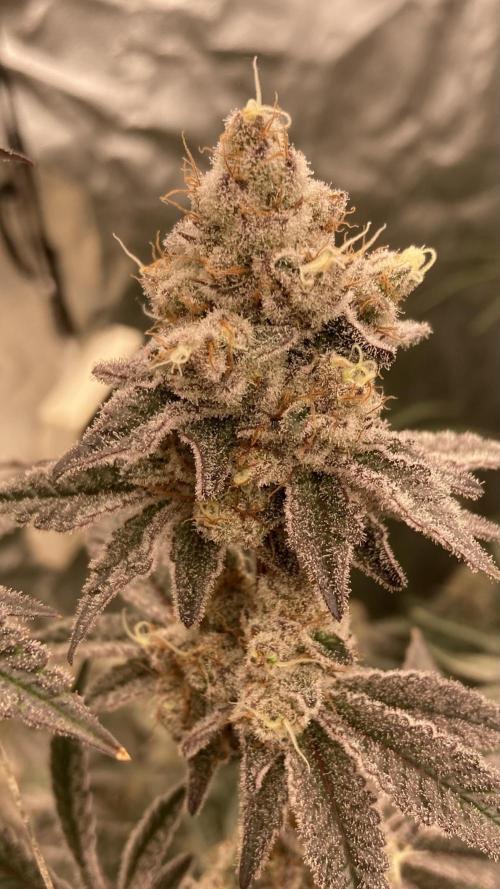 Trich Beast (Solfire Gardens). Week 15