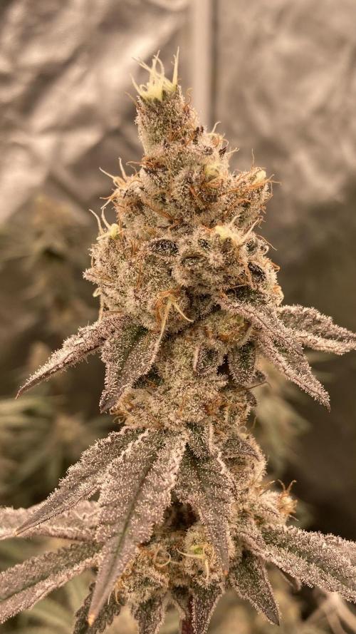 Trich Beast (Solfire Gardens). Week 15