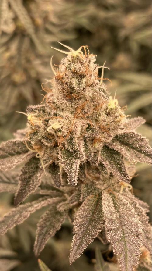 Trich Beast (Solfire Gardens). Week 15