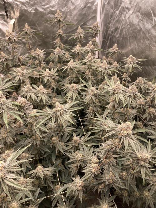 Zoy Sauce Clones (My Keeper Cut). Week 9