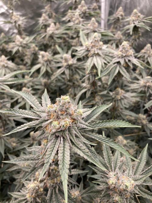 Zoy Sauce Clones (My Keeper Cut). Week 9
