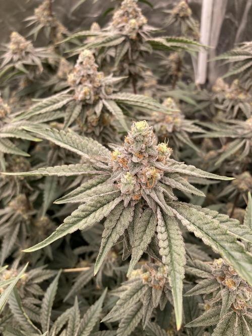 Zoy Sauce Clones (My Keeper Cut). Week 9