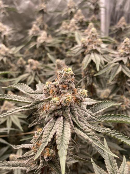 Zoy Sauce Clones (My Keeper Cut). Week 9