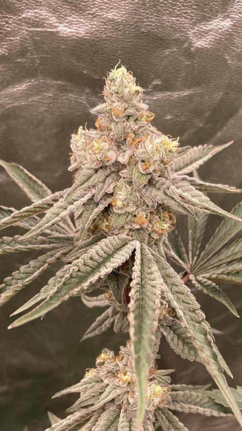Zoy Sauce Clones (My Keeper Cut). Week 9