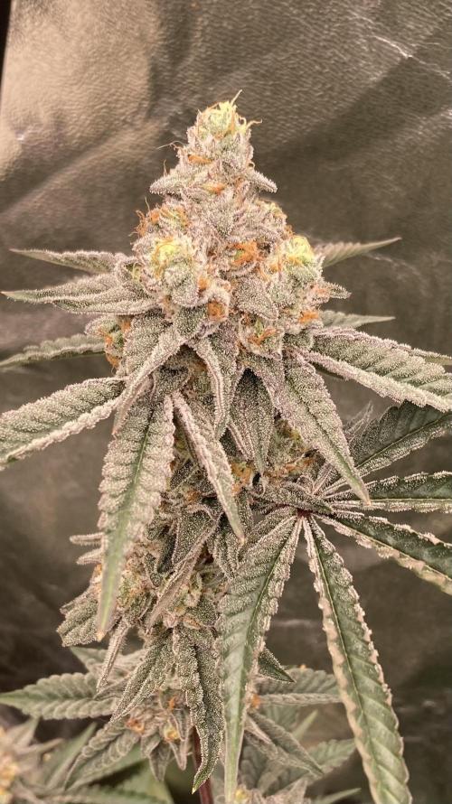 Zoy Sauce Clones (My Keeper Cut). Week 9