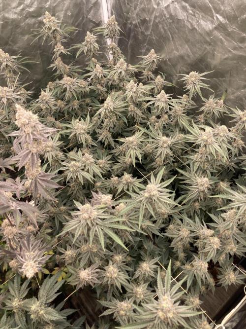 Zoy Sauce Clones (My Keeper Cut). Week 9