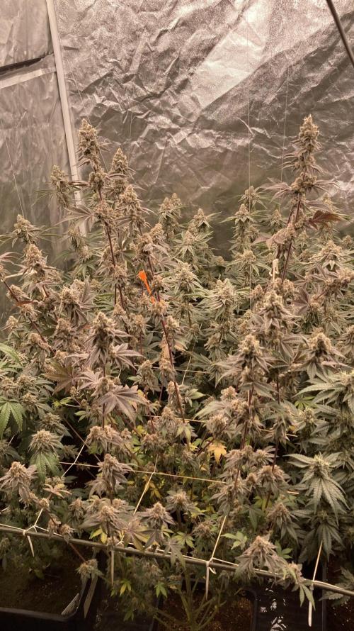 Trich Beast (Solfire Gardens). Week 16