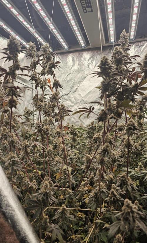 Trich Beast (Solfire Gardens). Week 16