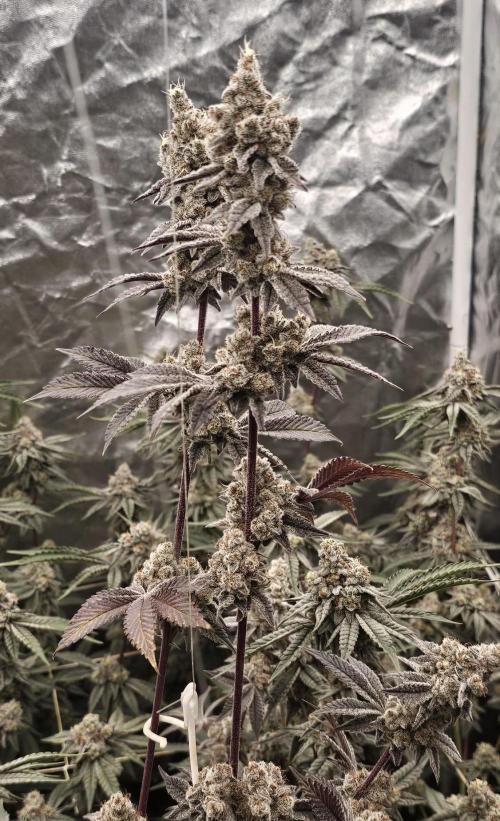 Trich Beast (Solfire Gardens). Week 16