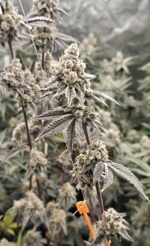 Trich Beast (Solfire Gardens). Week 16