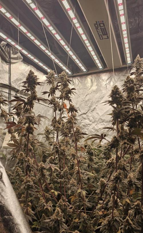 Trich Beast (Solfire Gardens). Week 16