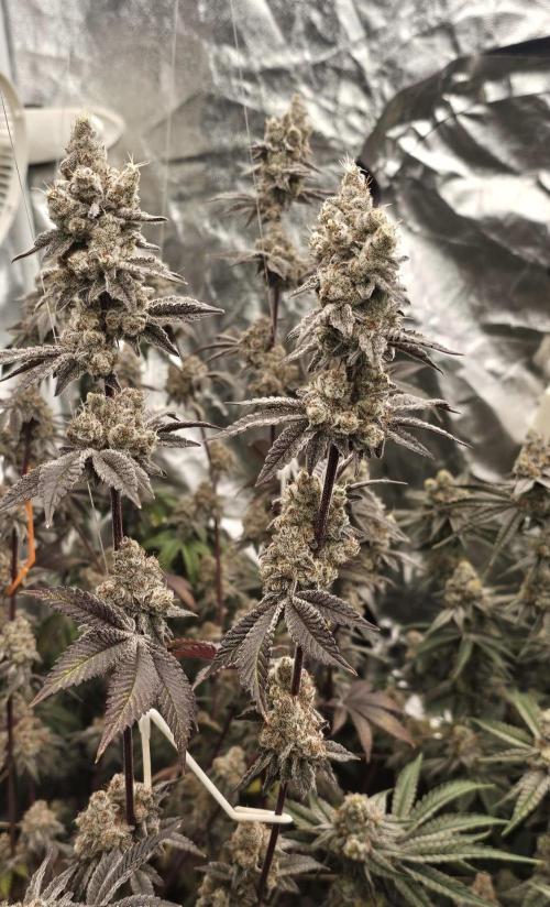 Trich Beast (Solfire Gardens). Week 16
