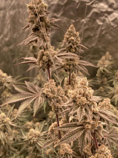 Trich Beast (Solfire Gardens). Week 16