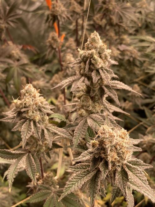 Trich Beast (Solfire Gardens). Week 16