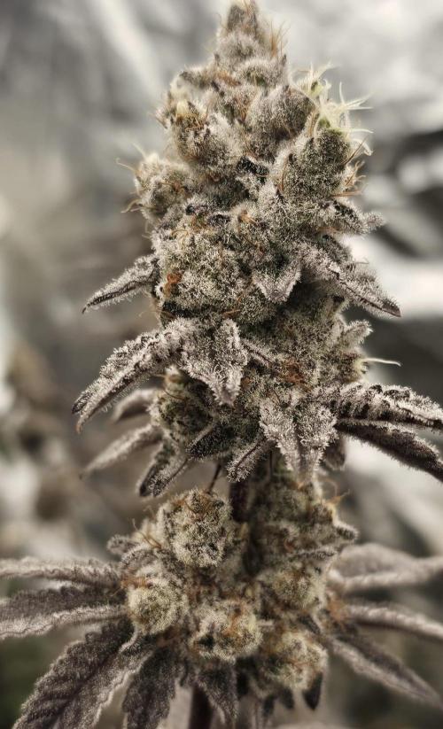 Trich Beast (Solfire Gardens). Week 16