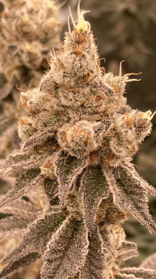 Trich Beast (Solfire Gardens). Week 16
