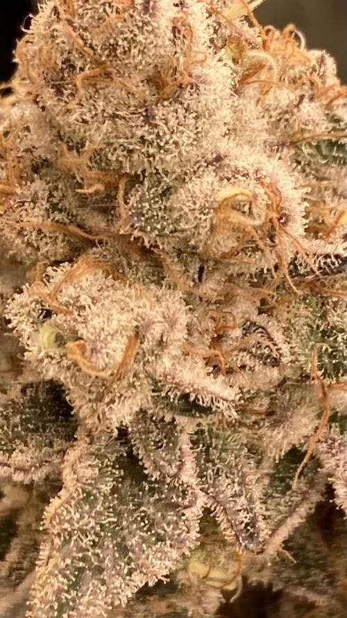 Trich Beast (Solfire Gardens). Week 16
