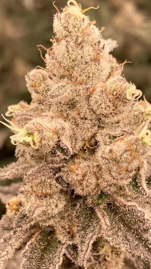 Trich Beast (Solfire Gardens). Week 16