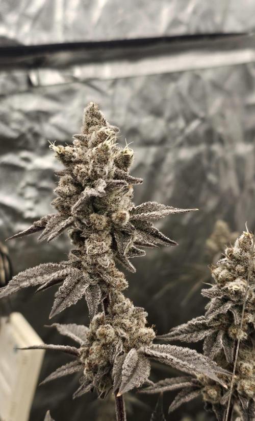 Trich Beast (Solfire Gardens). Week 16
