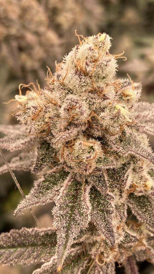 Trich Beast (Solfire Gardens). Week 16