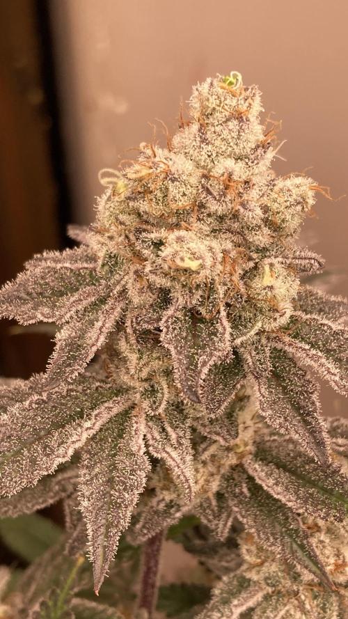 Trich Beast (Solfire Gardens). Week 16
