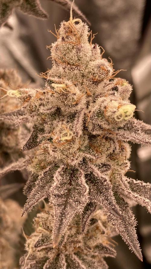 Trich Beast (Solfire Gardens). Week 16